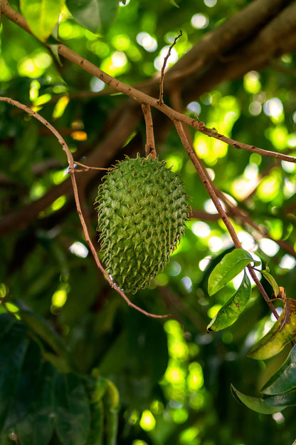 Purify Soursop Night Detox