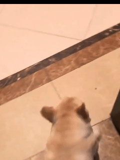 Pupganics Daily Dog Chews